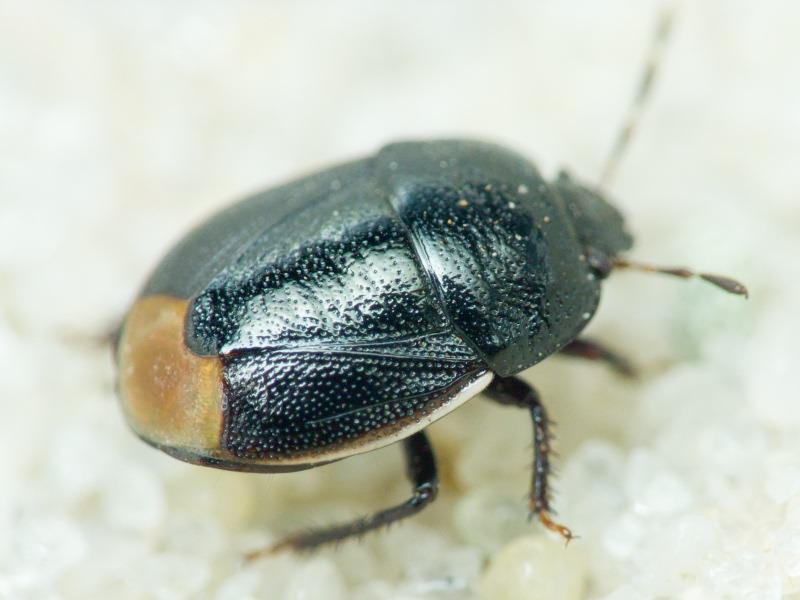 Legnotus limbosus (Geoffroy, 1785)